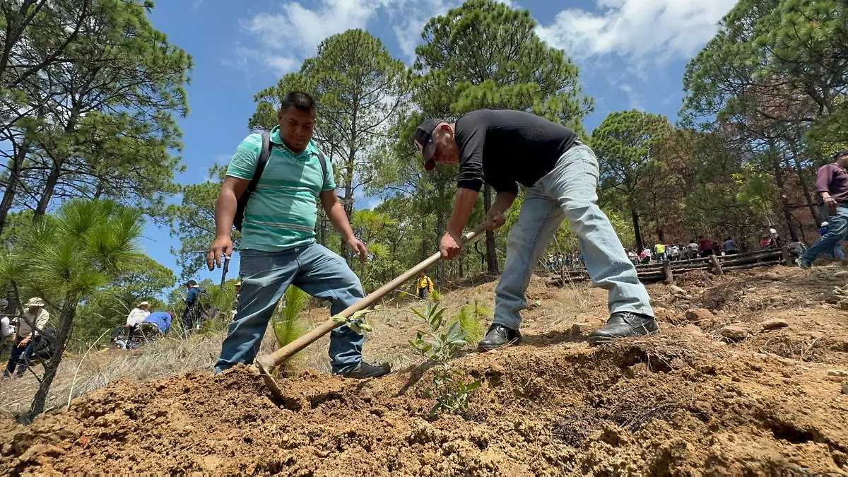 Bosques dañados-2